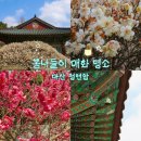 마산마을입구 | [공지] 창원 마산 청연암 매화 명소 방문 후기(위치, 주차, 실시간, 홍매화 개화현황)