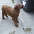 복실강아지 이미지