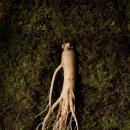 금산인삼 이미지