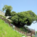 통영 서피랑 뚝지먼당, 99계단, 후박나무, 그리고 이중섭 그림 한 점 이미지