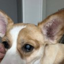 청담동물병원 | ep 1. 청담눈초롱안과동물병원 방문 후기ㅣ백내장 수술하게 되기까지