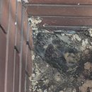 비둘기미용실 이미지