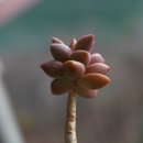 통통이네 이미지