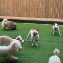 댕구르강아지유치원 | 부산애견유치원 친절한 선생님들 댕구르 강아지애견유치원미용호텔 방문 후기