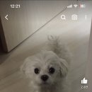 산책갈까? 이미지