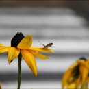 행복flower