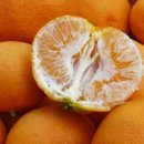 올바른 농원 이미지