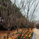 대광 | 신안 임자도 섬튤립축제 후기｜대광해수욕장 봄꽃 명소