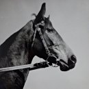 뮤지엄 한미 이미지