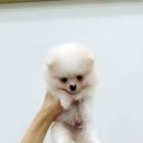 강아지분양 마이댕냥 일산점 이미지