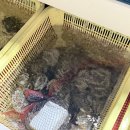 아지매푸드 | 평택 쭈콘쿠 맛집 “포항아지매” 쭈꾸미샤브샤브 내돈내산 솔직후기