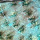 꽃피우개 이미지