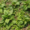 이인수 농장 이미지