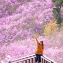 소계동100 | 진달래 끝판왕 창원 천주산 등산 후기
