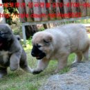 세계명견 감곡켄넬 이미지