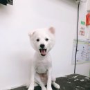 플러스 애견미용실 이미지