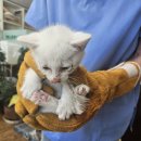 한솔가축병원