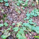 고실농장 이미지