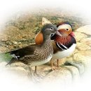 산너머남촌에는 이미지