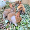 명주초등학교 이미지