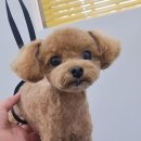 그루밍리본 이미지