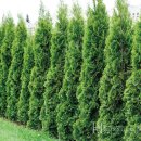 에메랄드그린 이미지