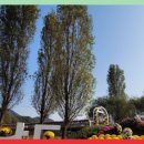 자라섬남도1(강변) | 가평 자라섬 남도꽃정원 축제, 가을여행에 딱 좋은 힐링 코스 🌸