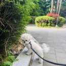 예쁜공주 | 말티즈분양말티푸분양잠실강아지분양후기 예쁜말티푸 루미공주소식~♡