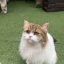 고양이카페 티스토리