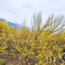 반곡회관 | 3월 구례가볼만한곳 상위마을/반곡마을 산수유축제