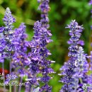 오늘의숲 이미지