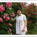 장미꽃길 1 이미지