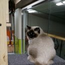 캣돌 캐터리 이미지