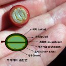 커피체리 이미지