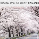 구례5일시장 내 라단지 (어물전) | 화개십리벚꽃길 걷기[벚꽃명소]/섬진강 기차마을/이몽룡&amp;성춘향[광한루]