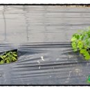 신가네농장 이미지