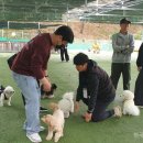 애견운동공원(하절기) 한국공보뉴스