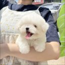 더반려강아지분양고양이분양잠실