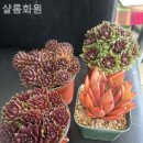 샬롬화원 | 구의동꽃집 샬롬화원 사소한 순간이 특별해지는 곳!