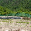 진석농장 이미지