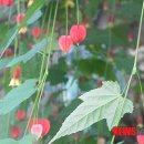 청양고추문화마을 이미지