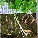 장수덕유산 이미지