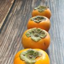 용비농장 | 진주단감 전국 손꼽히는 단감농장에서 보내드리는 진주GAP단감 엄마도 이모도 맛있다고 엄지 척~