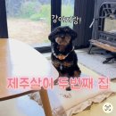 애월돌집 | 제주 보름살이 숙소, <애월류가> 후기 (강아지랑 지낸 집)