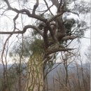 (보현기맥 2구간 : 화목재~구무산~사곡령~유동재). 구무산(穴山)은 비밀이 많는 곳인가 보다. 이미지