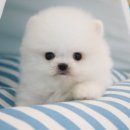 도그마루 강아지 고양이 울산점 이미지