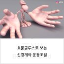 룰루스 이미지
