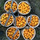 오세열농장 이미지