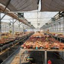 대덕산로 | 이천 다육농장 추천｜키핑장부터 도매까지 가능한 이천승아다육 방문기