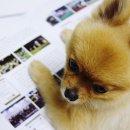 반려동물관리사 자격증 과정 이미지